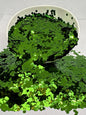 CLOVER